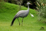 Jeřáb rajský-Blue crane/715