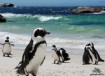 Tučňák brýlatý-african penguin/752