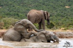 Slon africký-African elephant/753