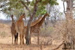 Žirafa-Giraffe/768