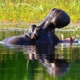 delta Okavanga