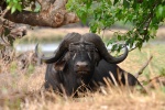Buvol-African Buffalo/762