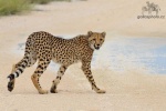 Gepard,Etosha National park/797